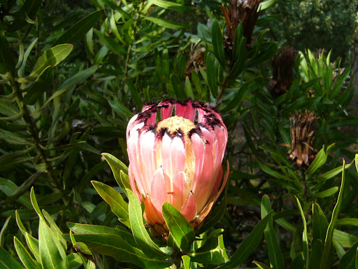 Queen Protea